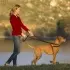 Dog Lead 8ft Adjustable Double Ended [UKC171001]