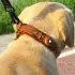 Location Tracker Leather Dog Pet Collar [Black-M]