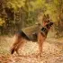 Outdoor Tactical Dog Vest For Large Dogs [Mud set-XL]