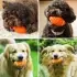 Pet Toy Resistant To Bite And Vocal Rugby Dog [Green-Small]