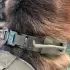 Dog collar [Yellow-L]