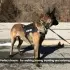 Training Dog Leash [Black-One size]