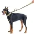 Training Dog Leash [CP-One size]