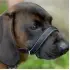 Integrated Anti-Bite Muzzle & Leash [Nylon]