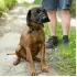 Integrated Anti-Bite Muzzle & Leash [Nylon]